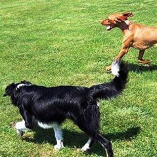 Patentino per i padroni di cani: un corso con l'AUSL