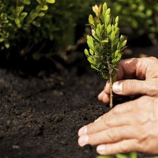 In programma a novembre "Un albero per ogni nato": nel 2019 nati 273 formiginesi