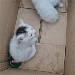Il canile e gattile intercomunale lancia un appello: “Non abbandonare le cucciolate” 