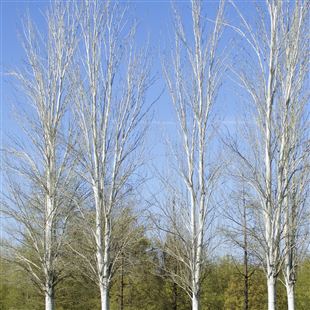 Partite le potature, nel 2023 percorso partecipato per il censimento degli alberi