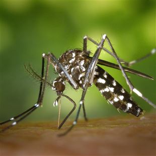 Zanzara tigre: dall’AUSL consigli per il contrasto alla proliferazione