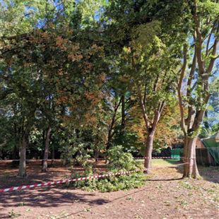Censimento alberi e intervento su una quercia nel parco Bora