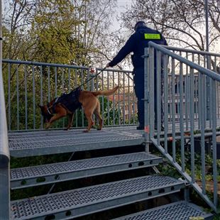 Polizia locale: controlli con l’unità cinofila a Formigine