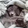 Canile-gattile Punto & Virgola: oggi un open day per conoscere tutti gli animali